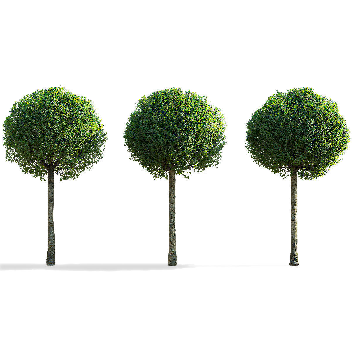 Prunus eminens Umbraculifera 2 3D model_3