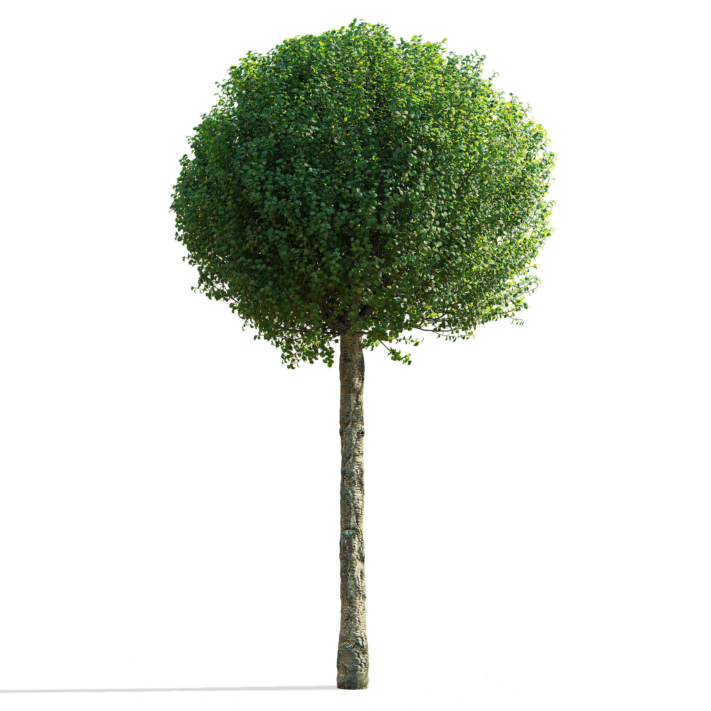 Prunus eminens Umbraculifera 2 3D model_6