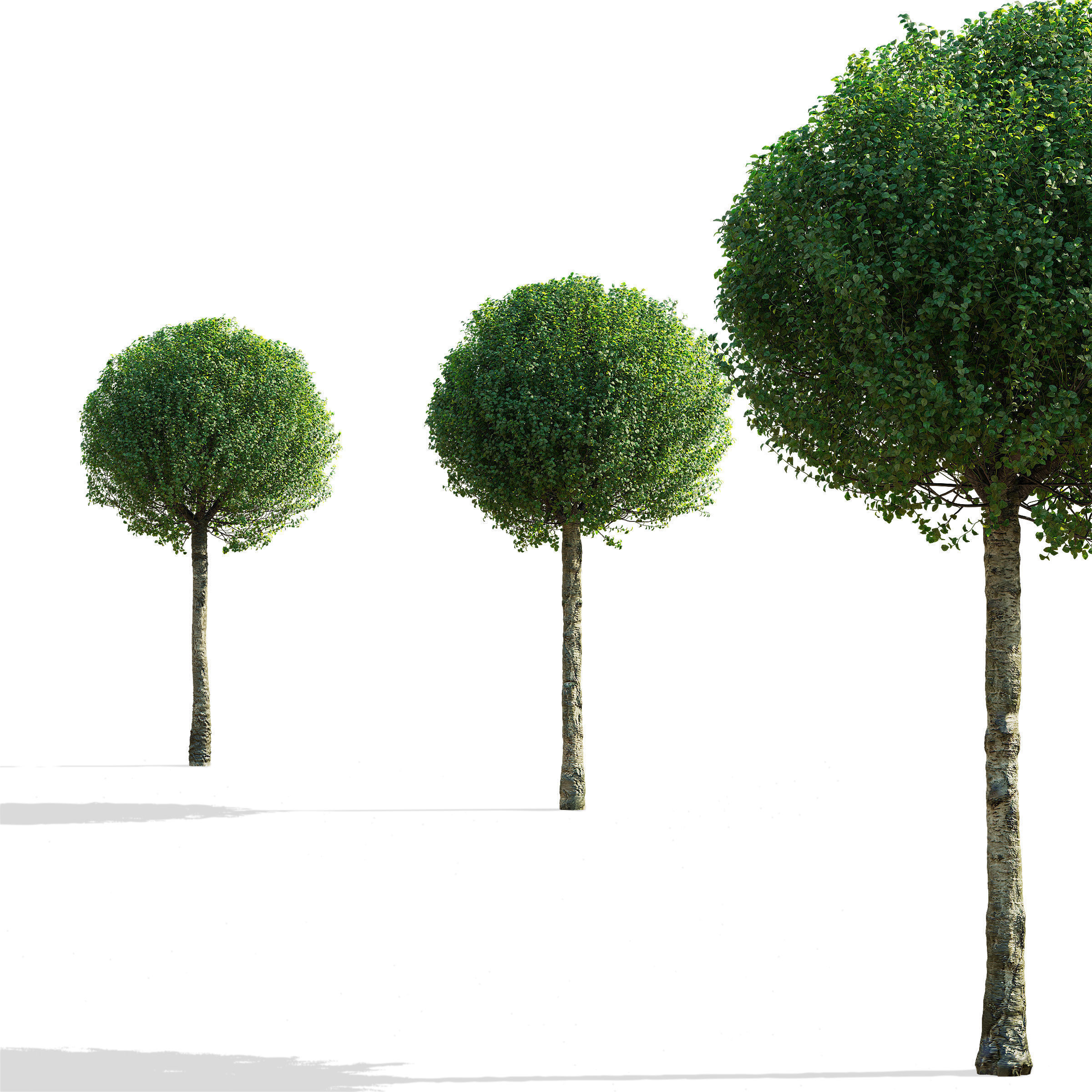Prunus eminens Umbraculifera 2 3D model_9
