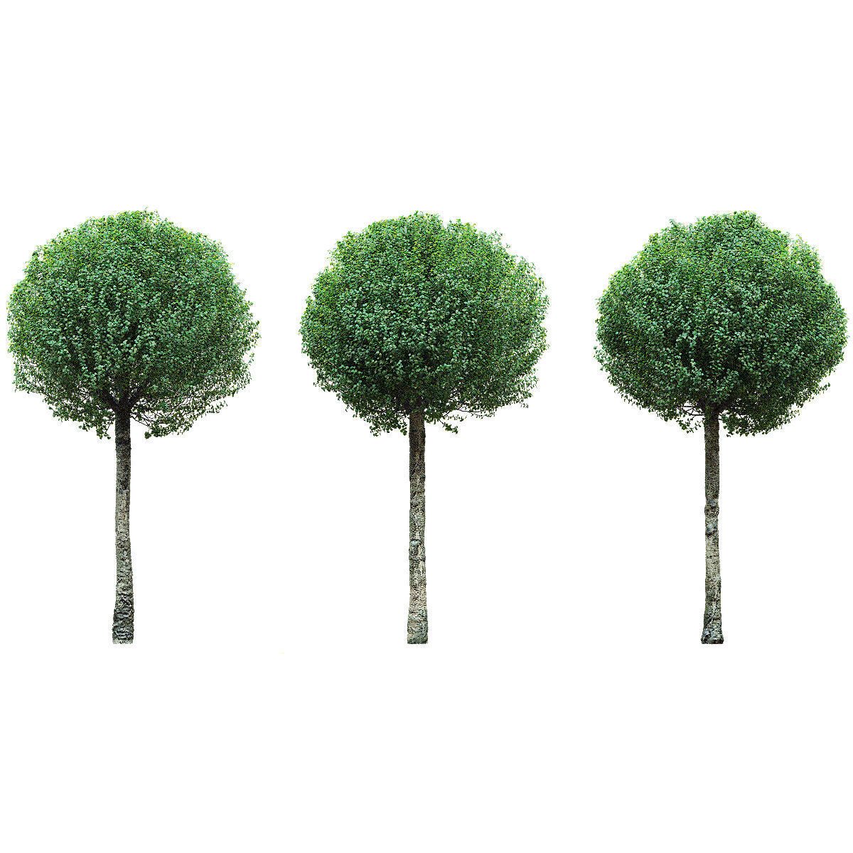 Prunus eminens Umbraculifera 2 3D model_4