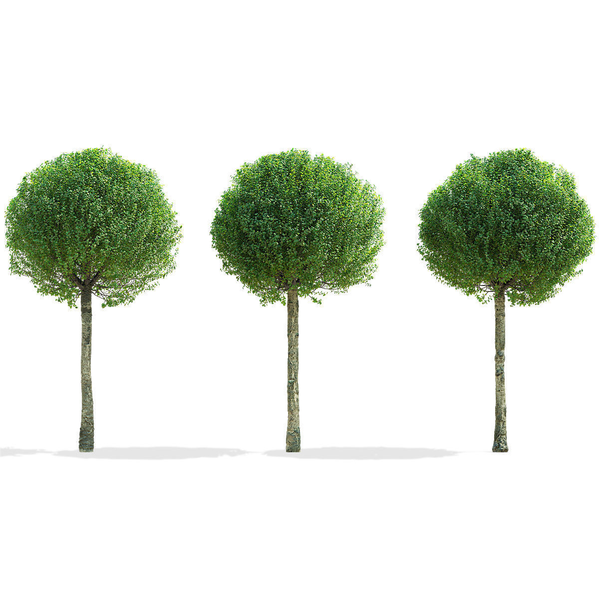 Prunus eminens Umbraculifera 2 3D model_1