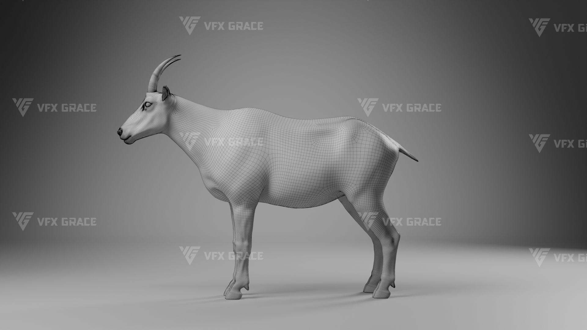 Mountain Goat Animation - Blender 3D model_20