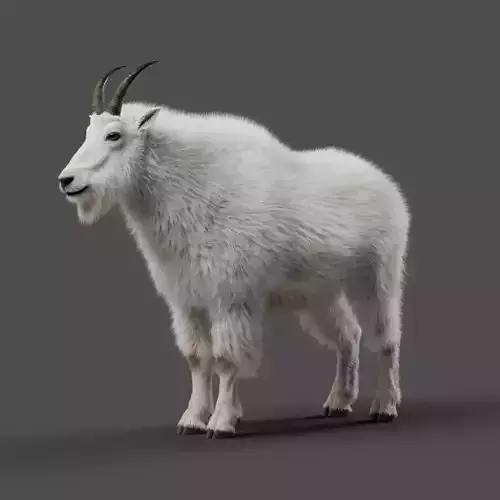 Mountain Goat Animation - Blender