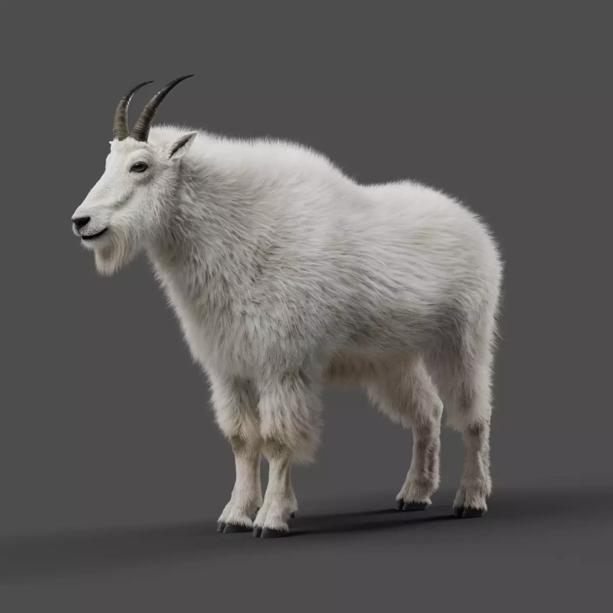 Mountain Goat Animation - Blender 3D model_0