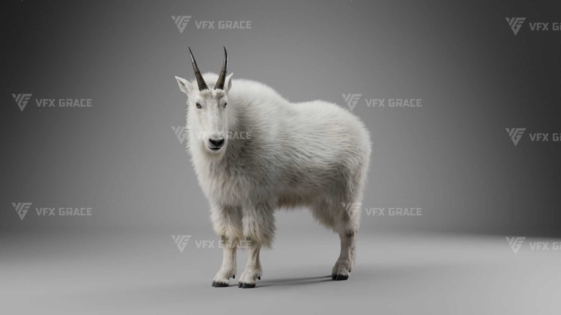 Mountain Goat Animation - Blender 3D model_7