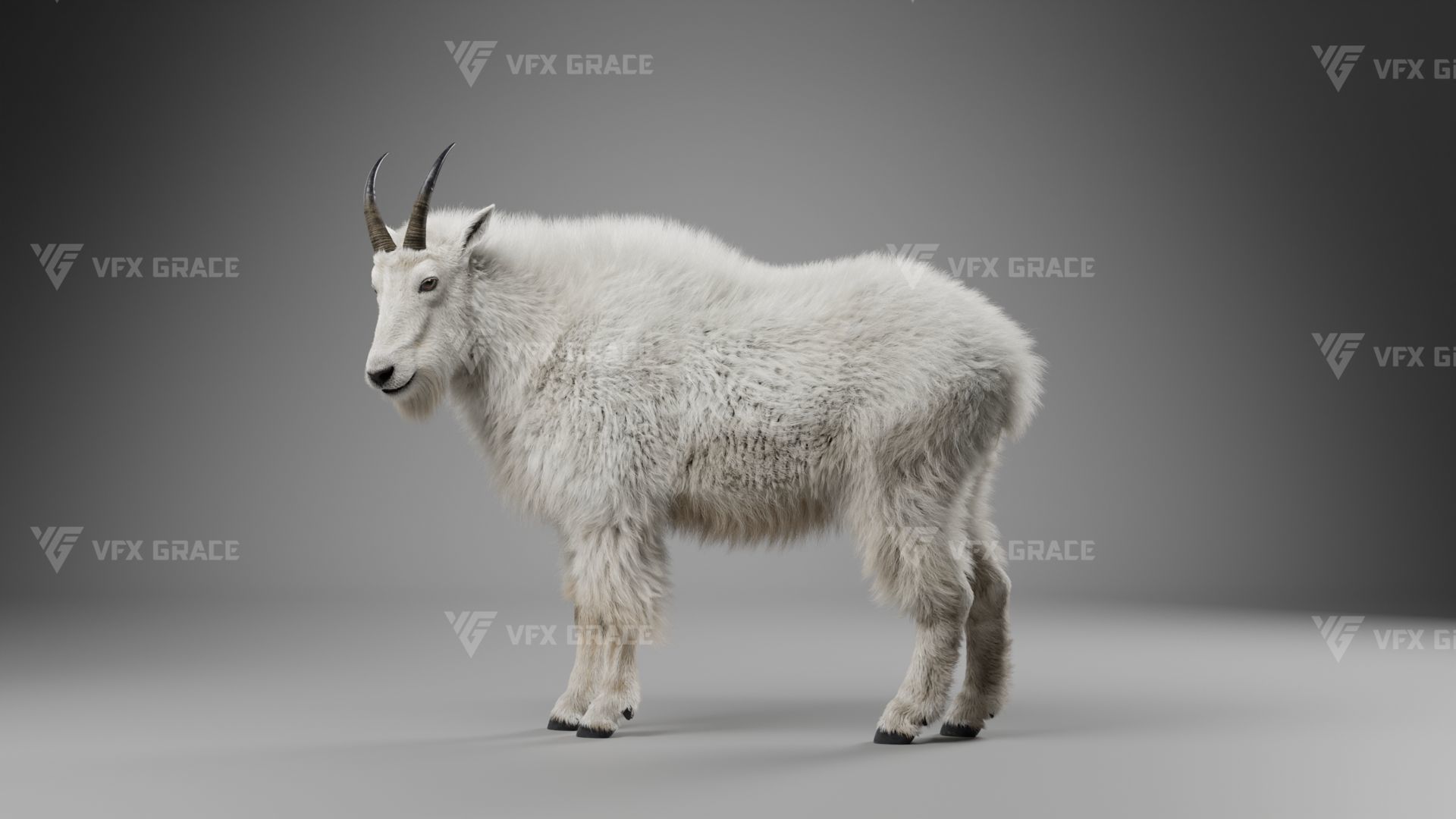 Mountain Goat Animation - Blender 3D model_8