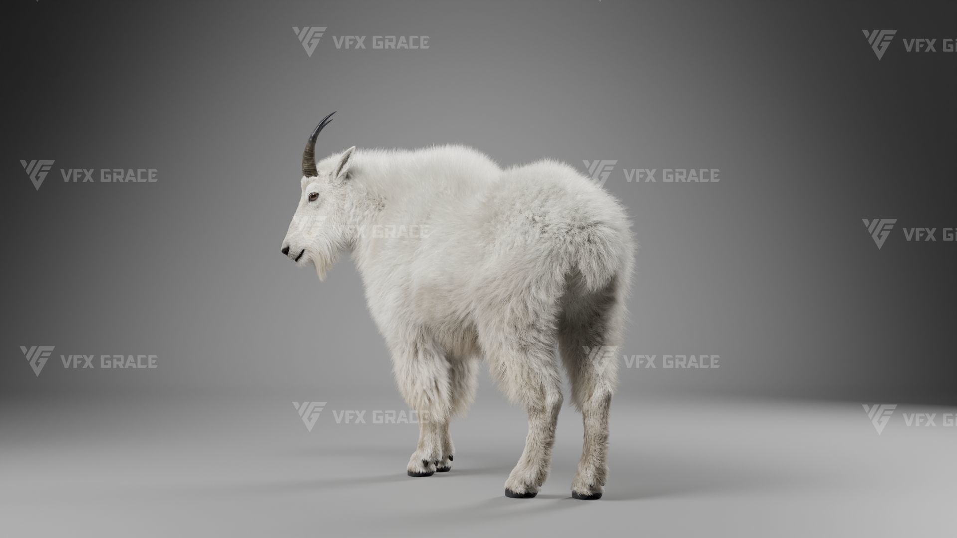 Mountain Goat Animation - Blender 3D model_9