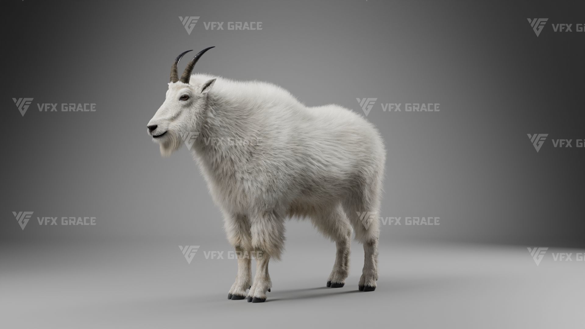 Mountain Goat Animation - Blender 3D model_12