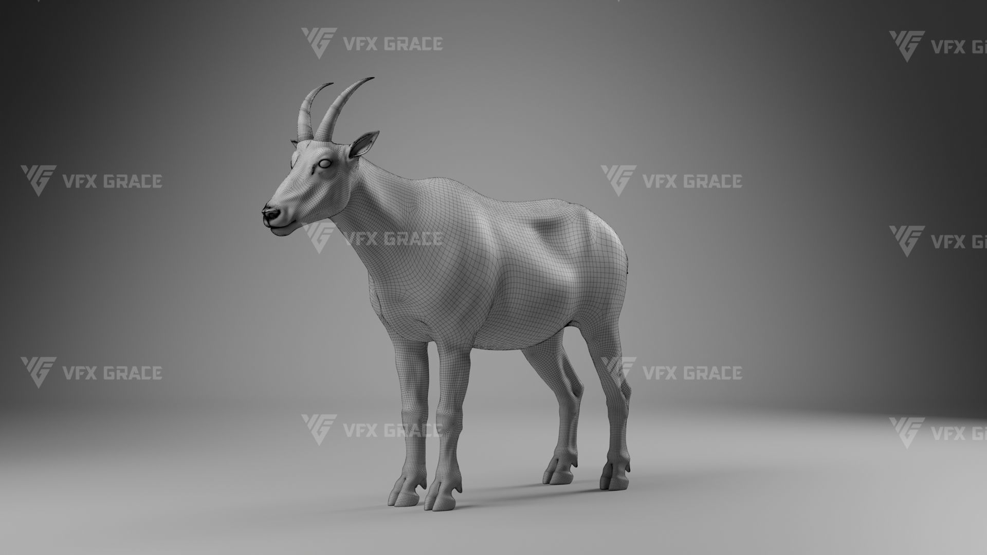 Mountain Goat Animation - Blender 3D model_19