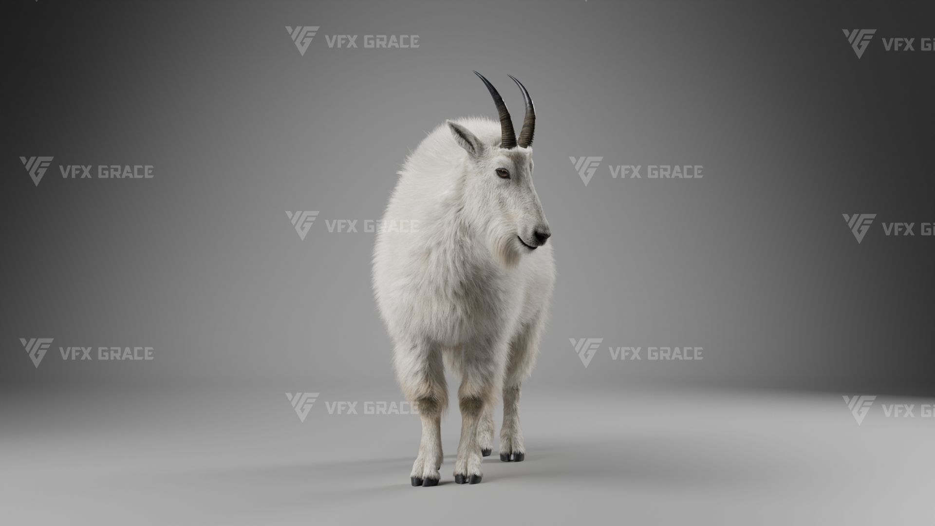 Mountain Goat Animation - Blender 3D model_10