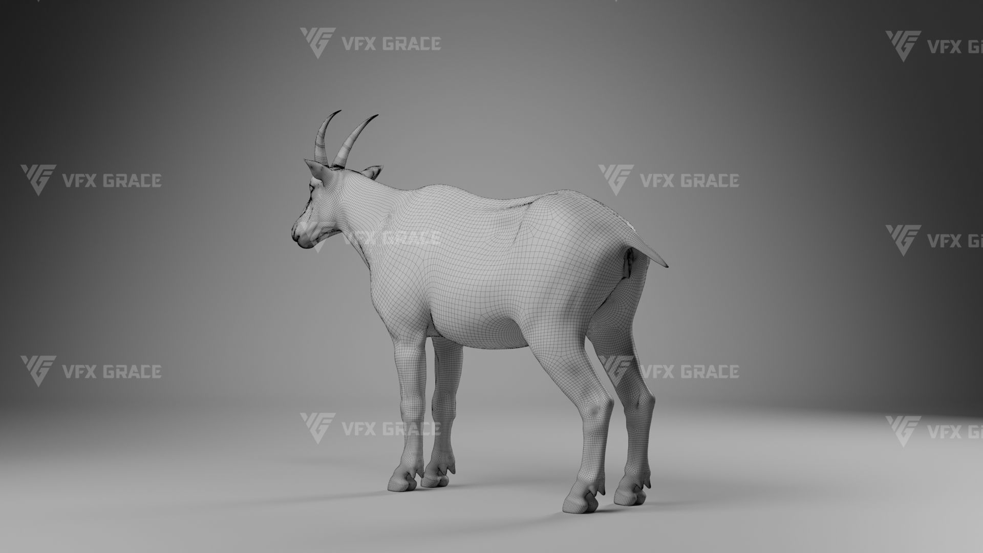 Mountain Goat Animation - Blender 3D model_21