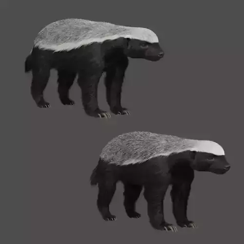 Mellivora Animation - Blender 3D model