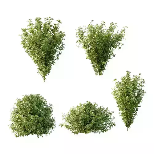 romneya coulter Plant 09