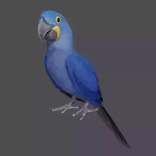 Hyacinth Macaw Character Animation - Blender 3D model