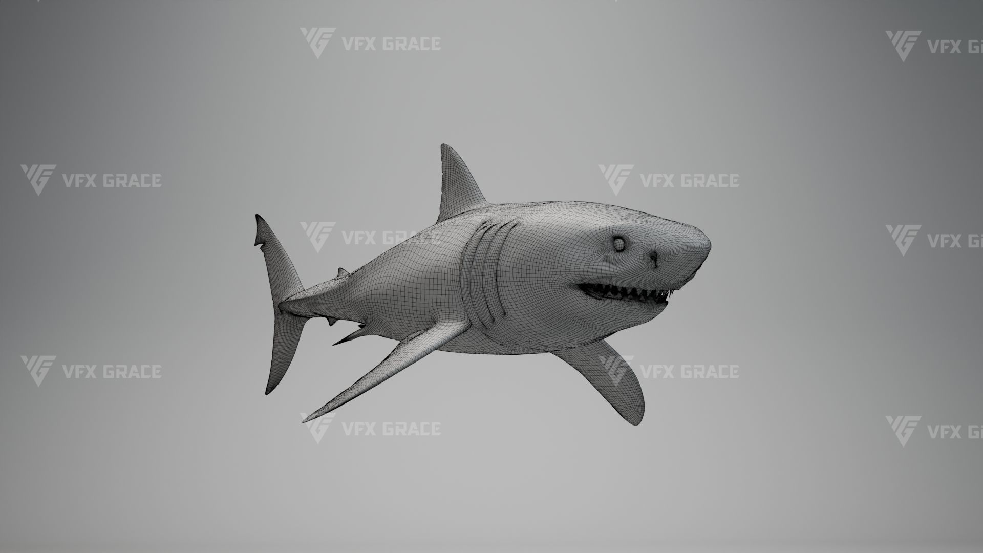 Great White Shark Animation - VFX Grace 3D model_15
