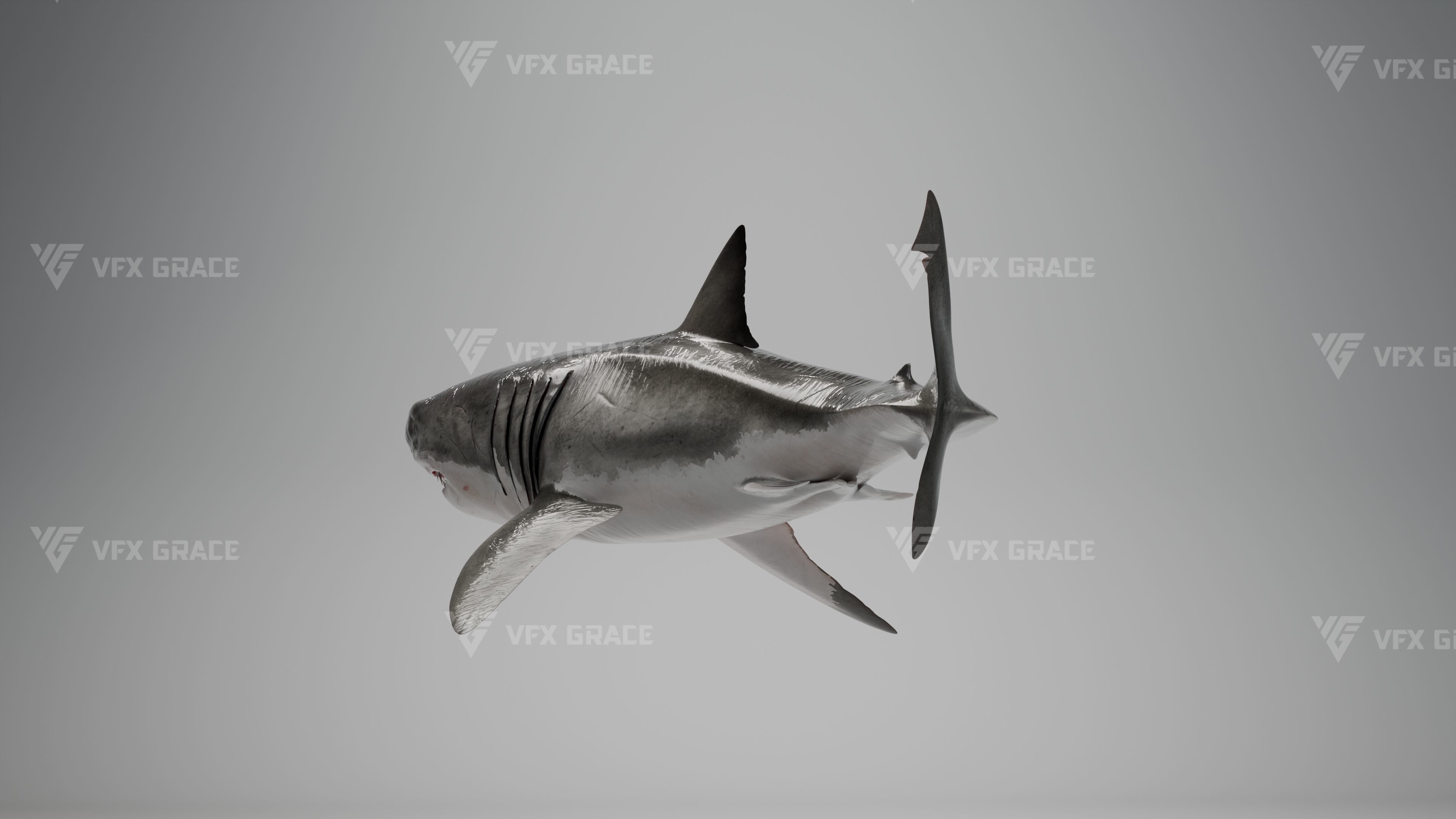 Great White Shark Animation - VFX Grace 3D model_6