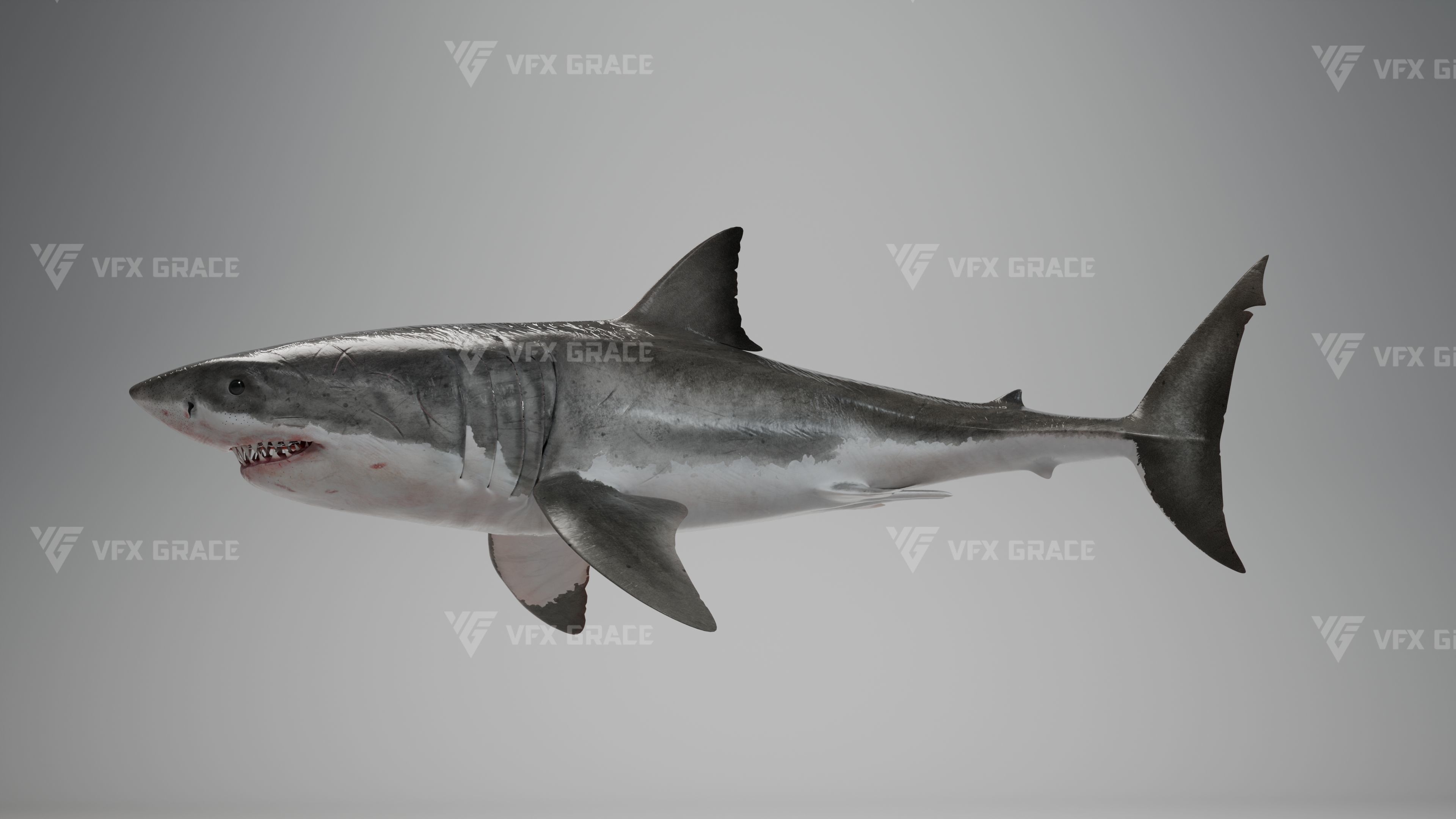 Great White Shark Animation - VFX Grace 3D model_5
