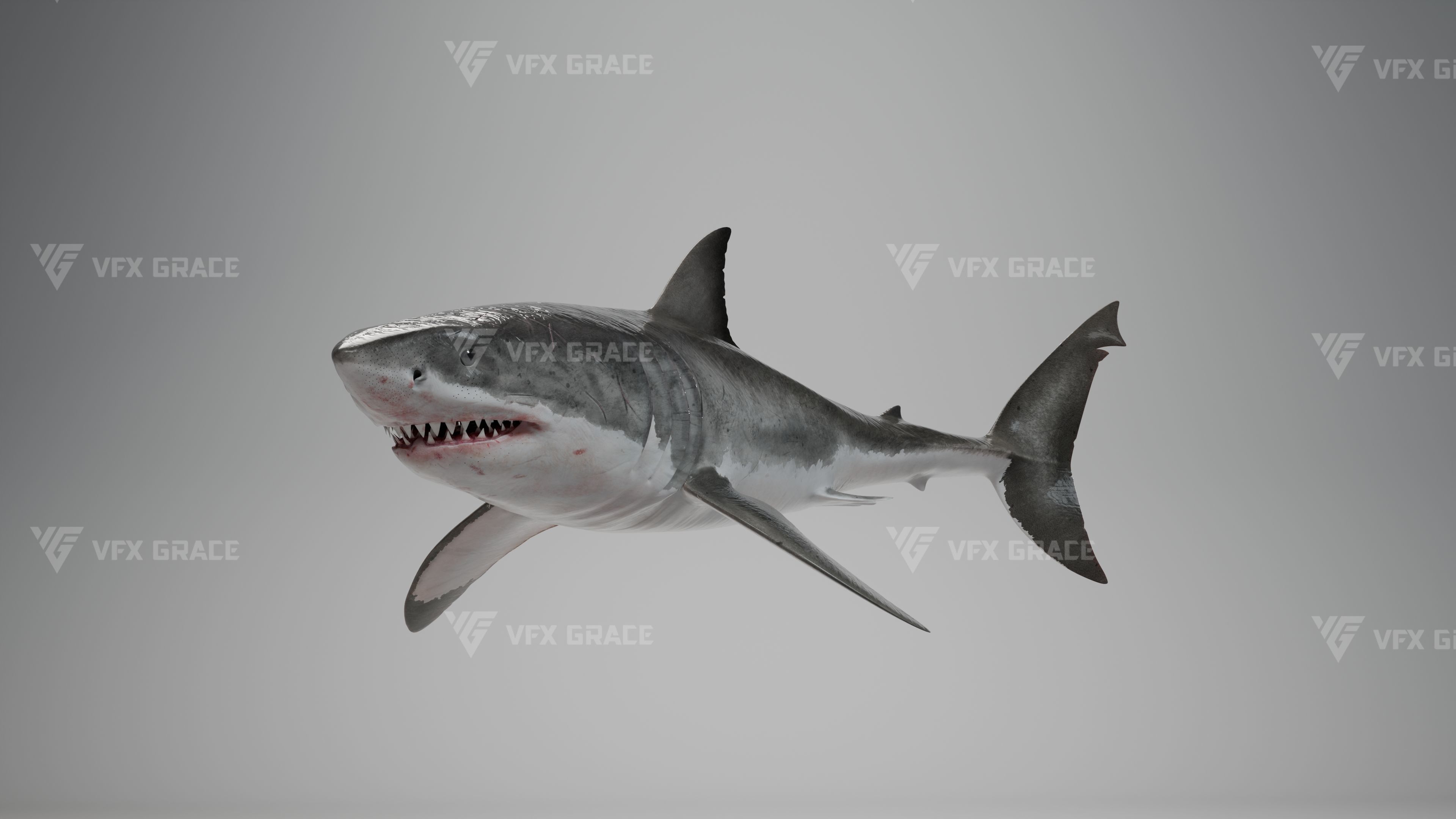 Great White Shark Animation - VFX Grace 3D model_4