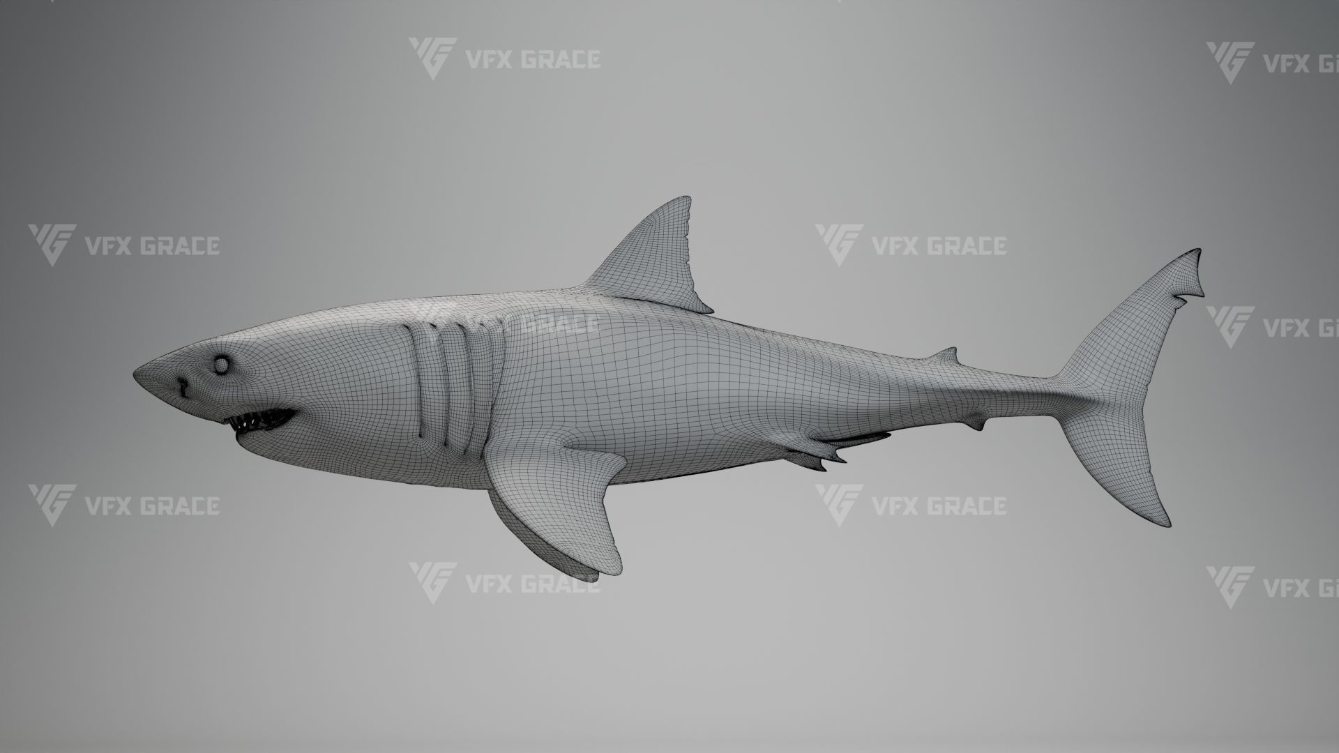 Great White Shark Animation - VFX Grace 3D model_16