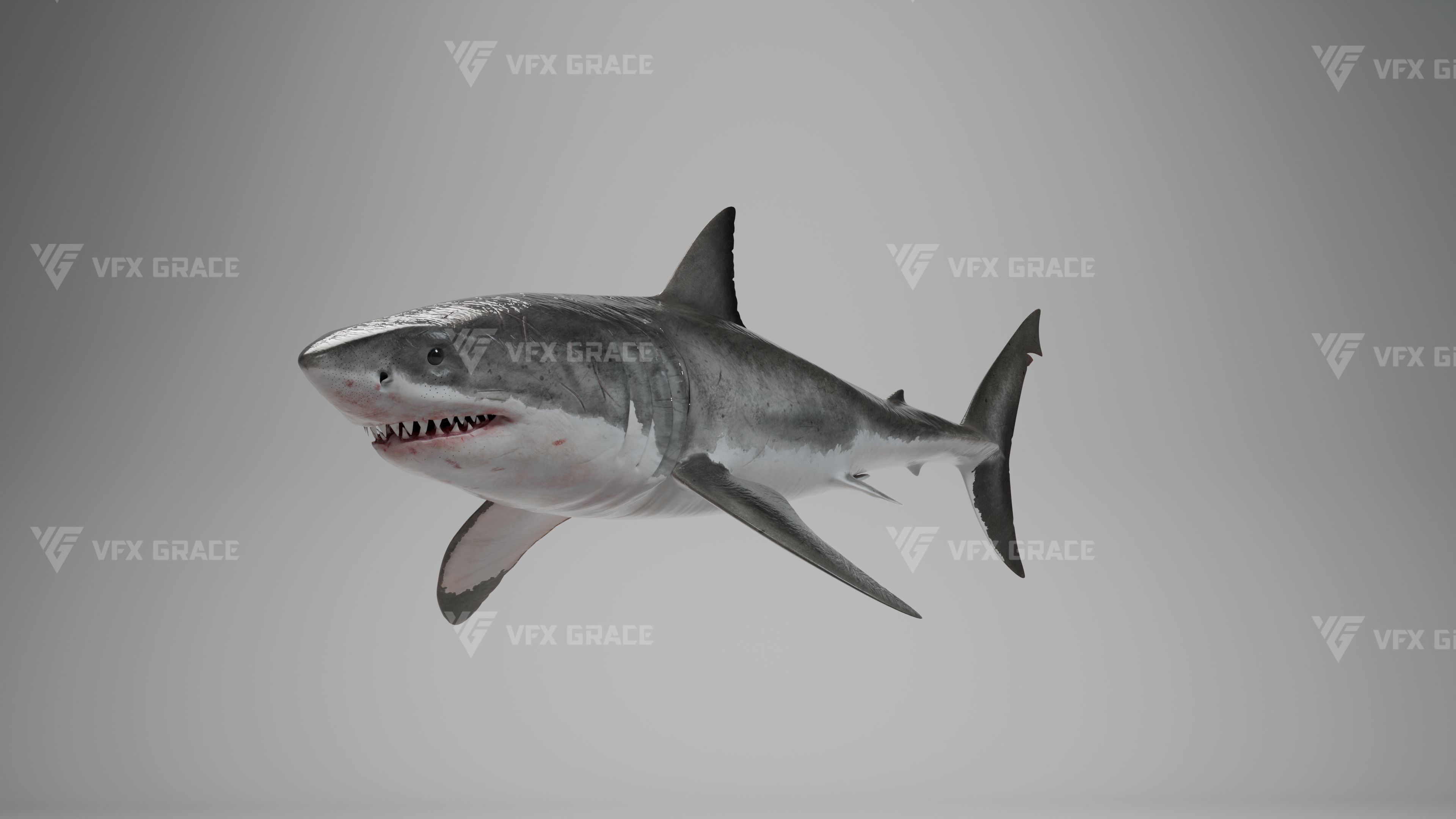 Great White Shark Animation - VFX Grace 3D model_9