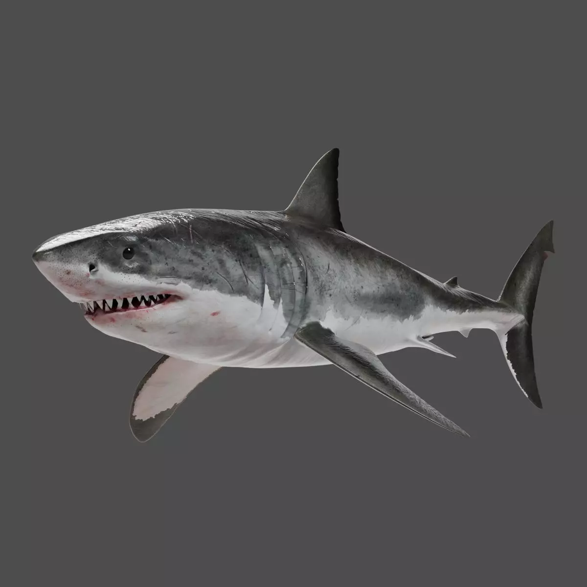 Great White Shark Animation - VFX Grace 3D model_0
