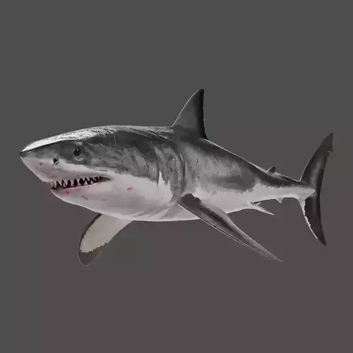 Great White Shark Animation - VFX Grace 3D model
