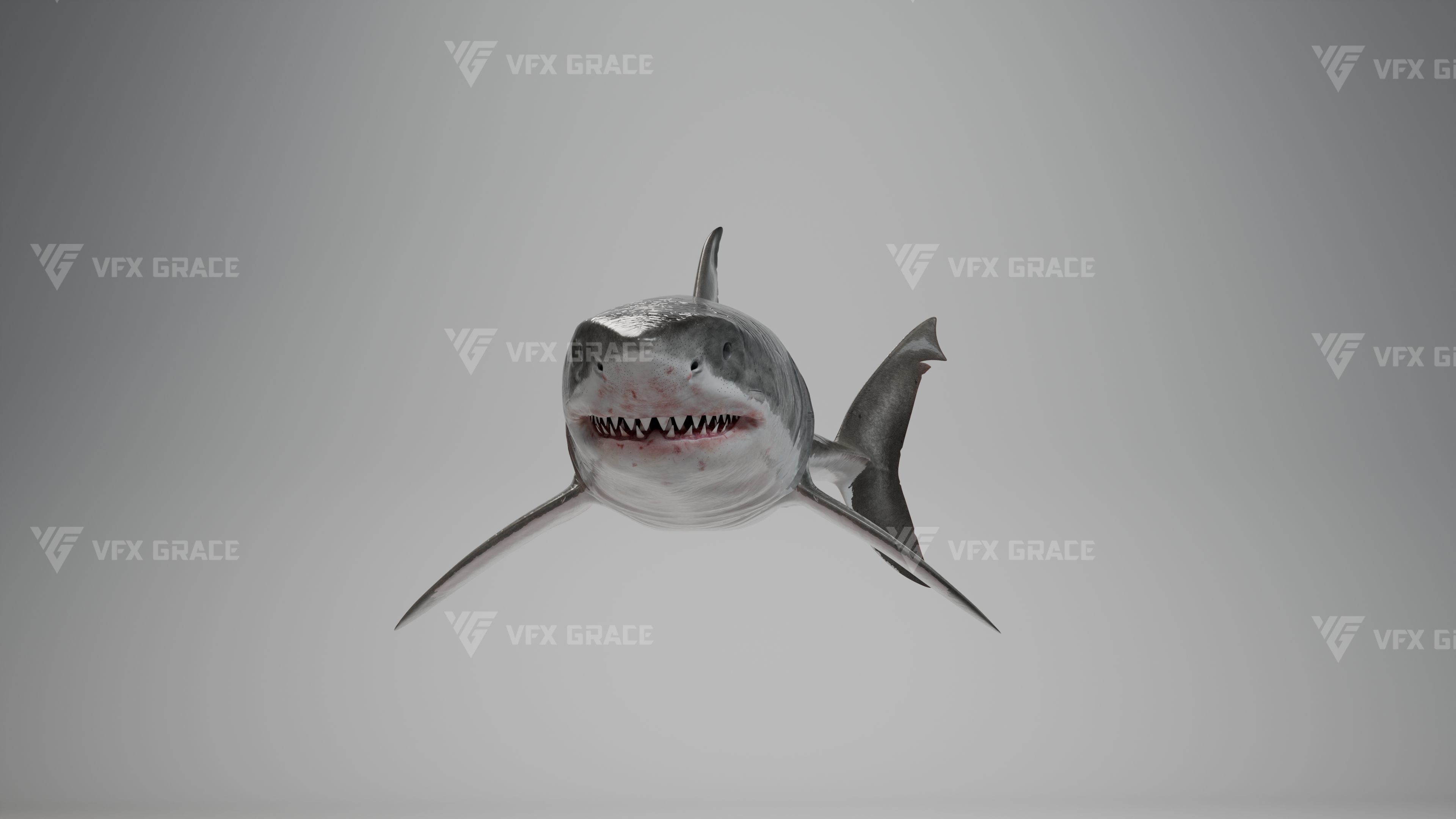 Great White Shark Animation - VFX Grace 3D model_7