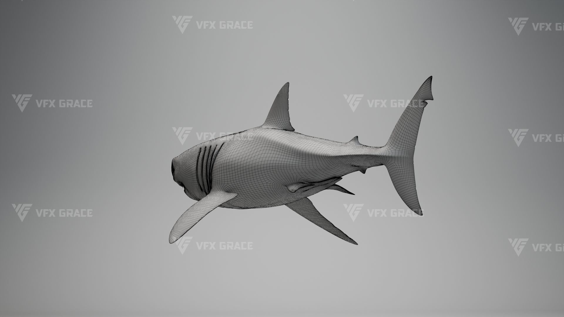 Great White Shark Animation - VFX Grace 3D model_17