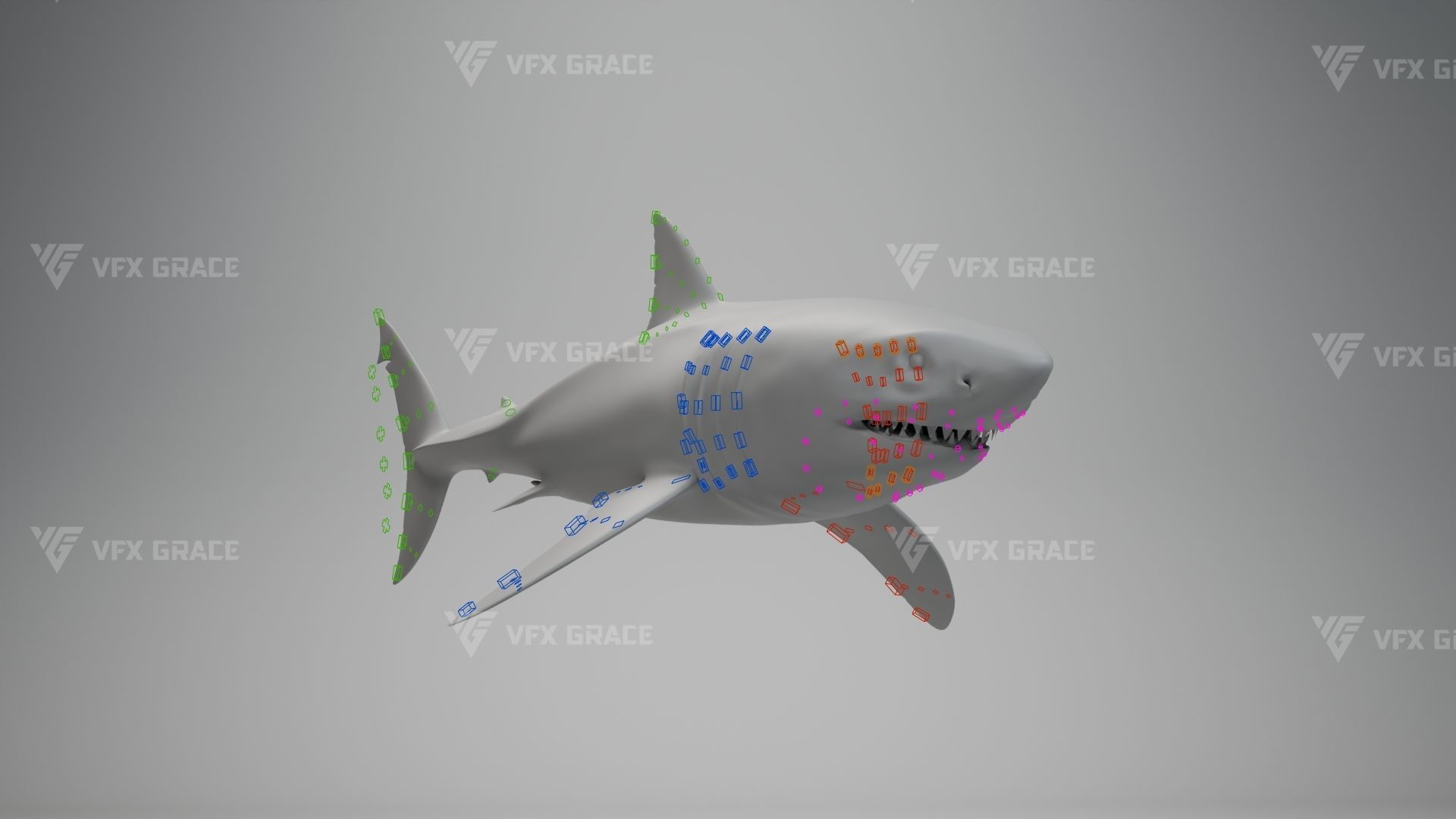 Great White Shark Animation - VFX Grace 3D model_11