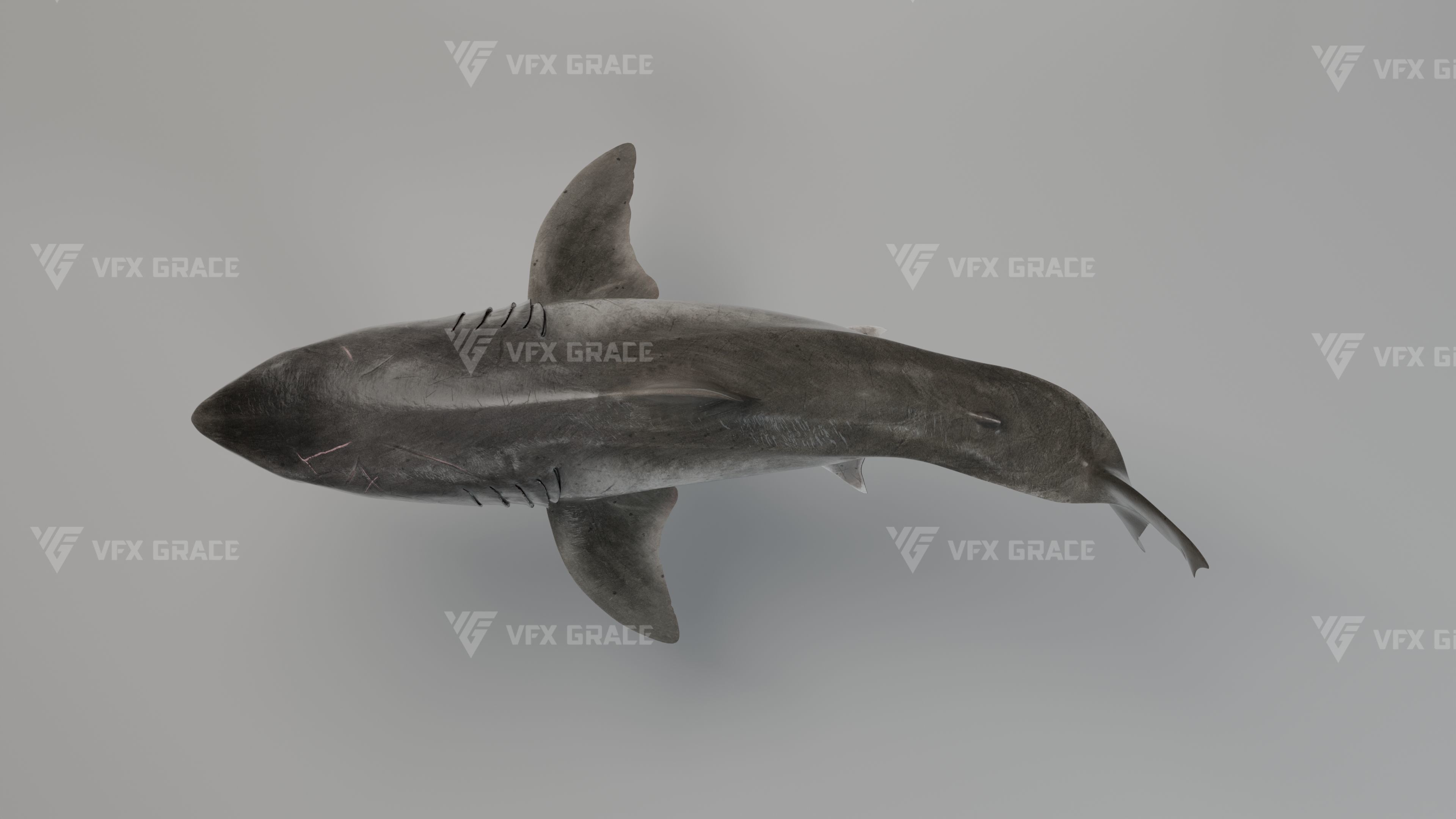 Great White Shark Animation - VFX Grace 3D model_8