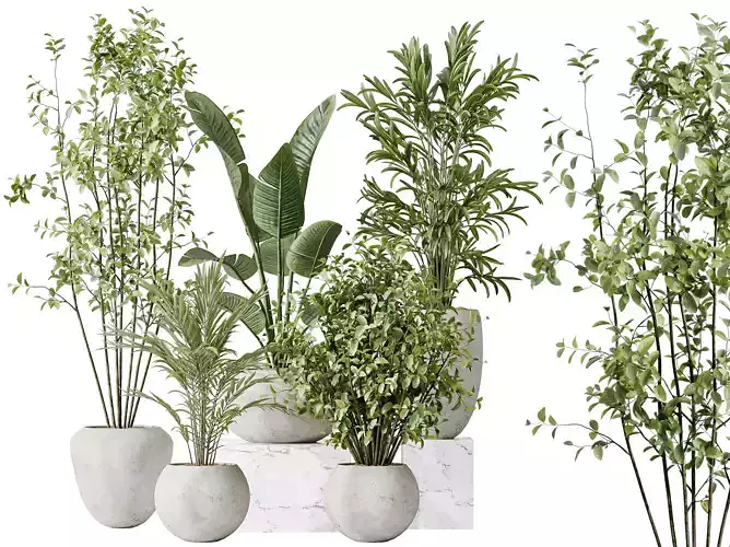 AV Indoor plants set 151 Beech Olive and Palm and Mountain Palm 3D model