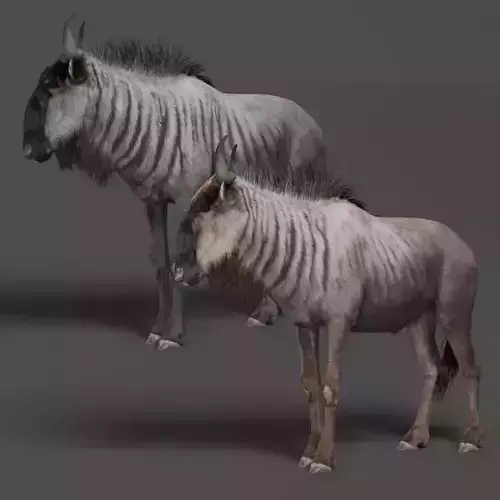 Connochaetes Animation - VFX Grace Blender