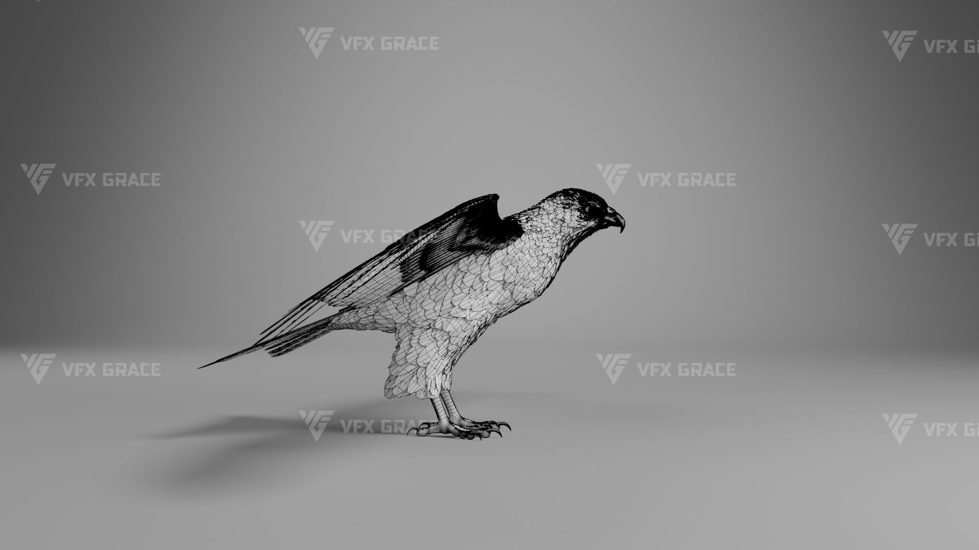 Black Kite Animation -  Blender 3D model_34