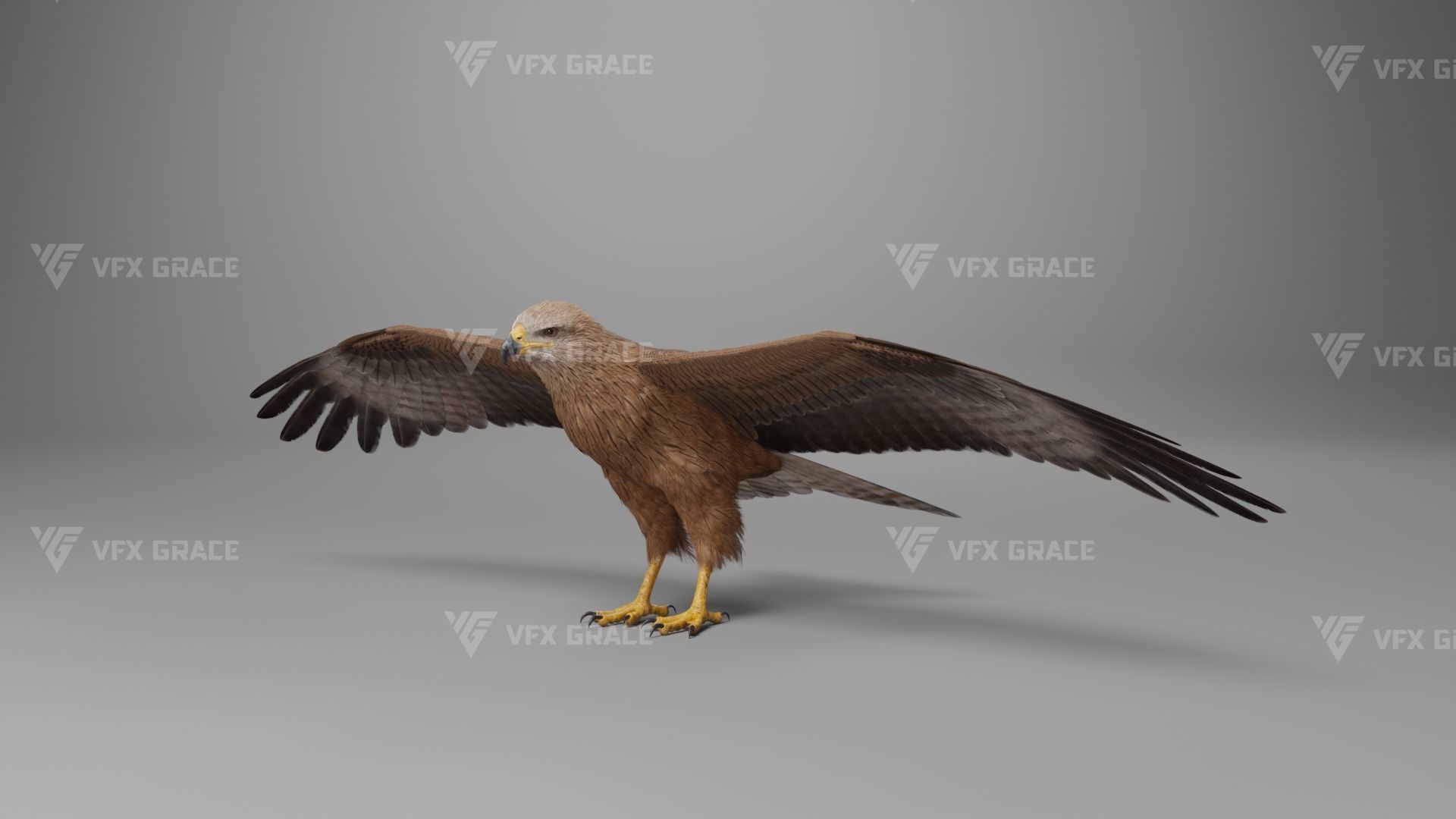 Black Kite Animation -  Blender 3D model_11