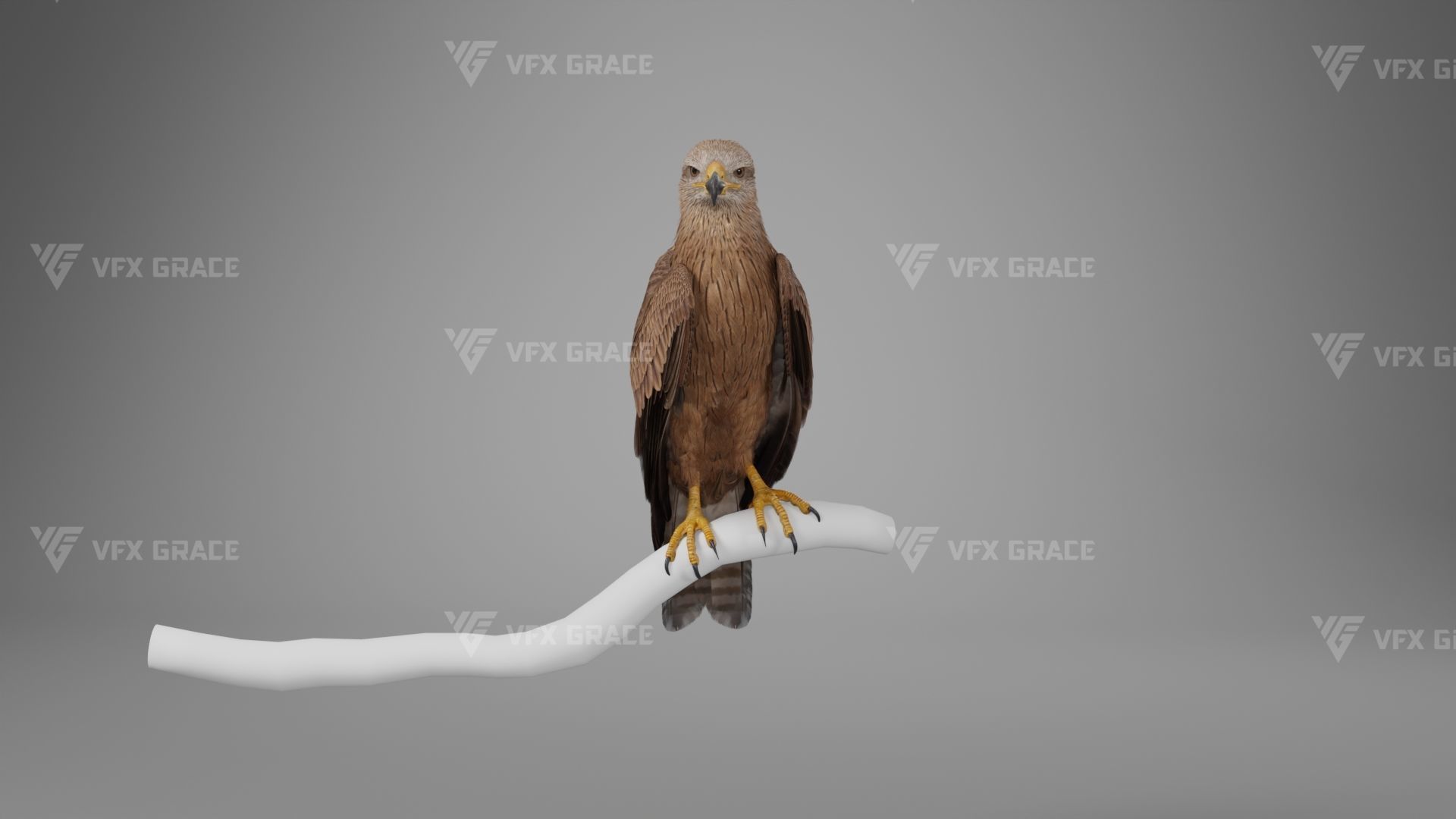 Black Kite Animation -  Blender 3D model_9