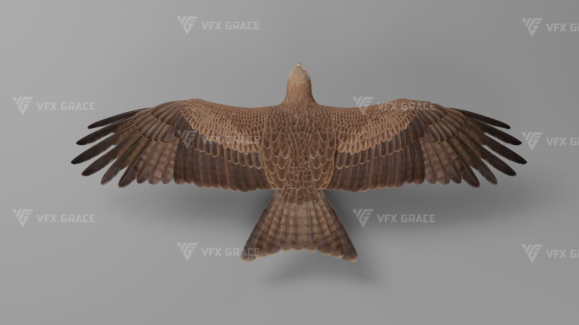 Black Kite Animation -  Blender 3D model_12