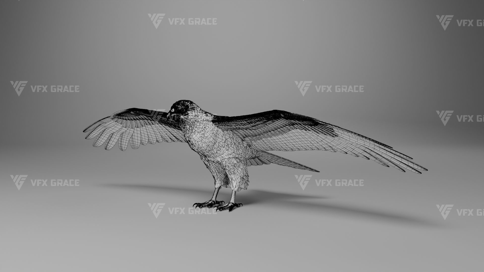 Black Kite Animation -  Blender 3D model_33