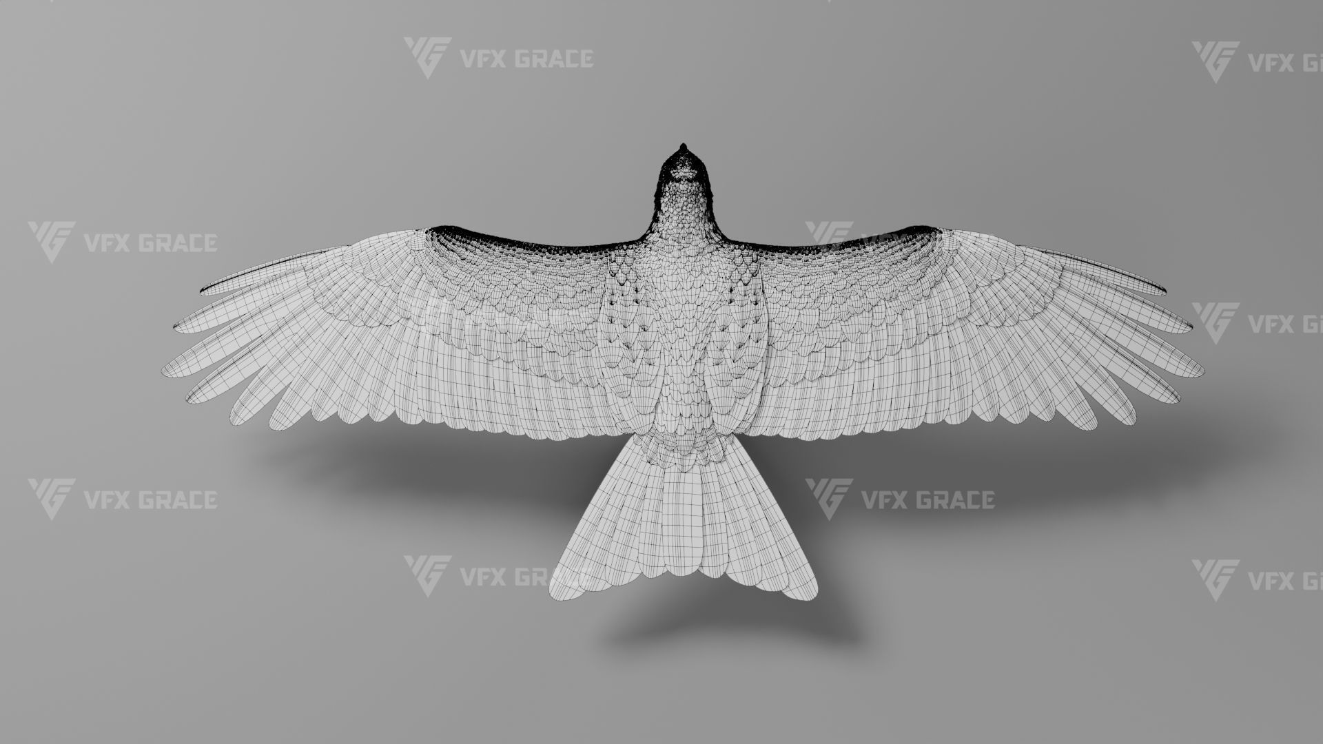 Black Kite Animation -  Blender 3D model_36