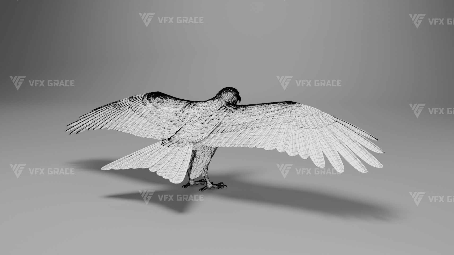 Black Kite Animation -  Blender 3D model_35