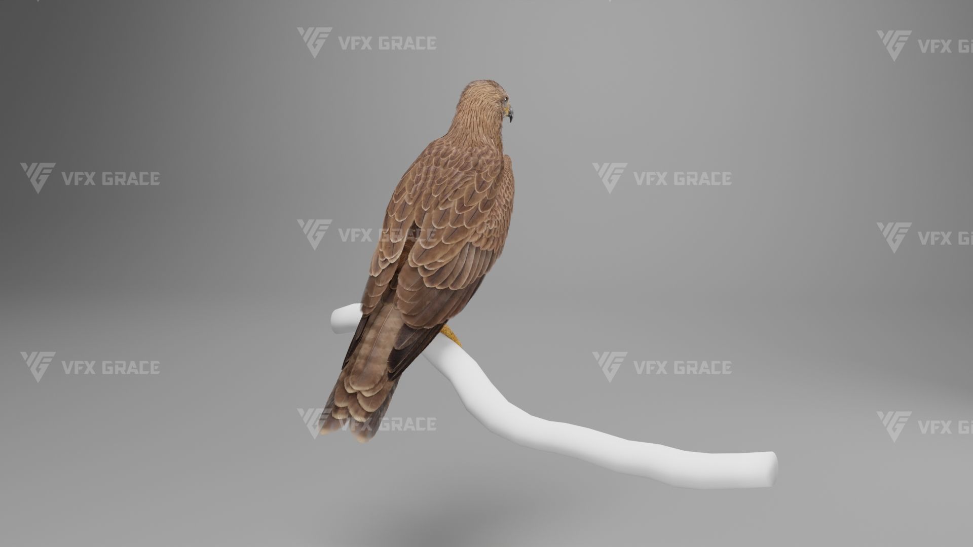 Black Kite Animation -  Blender 3D model_8