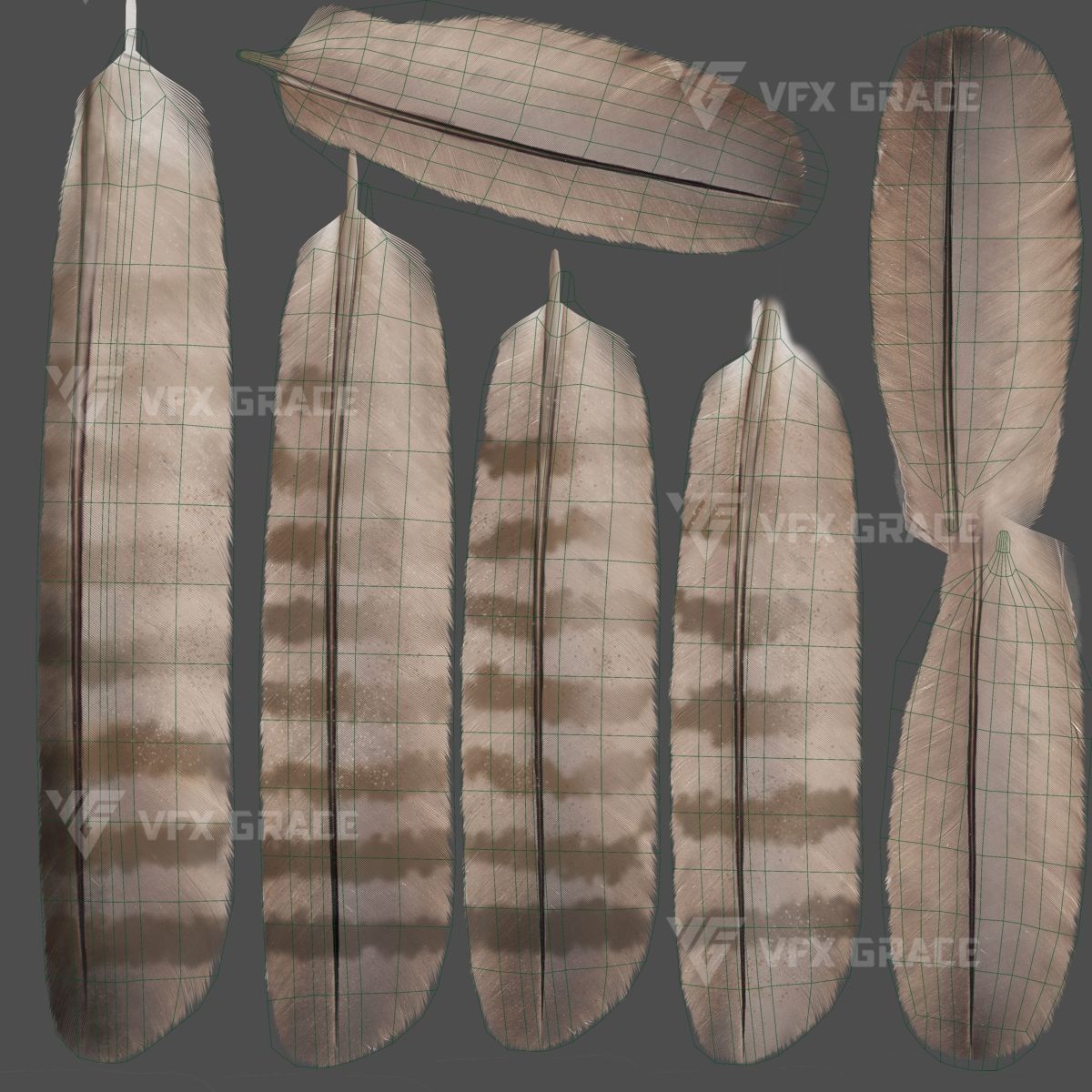 Black Kite Animation -  Blender 3D model_23