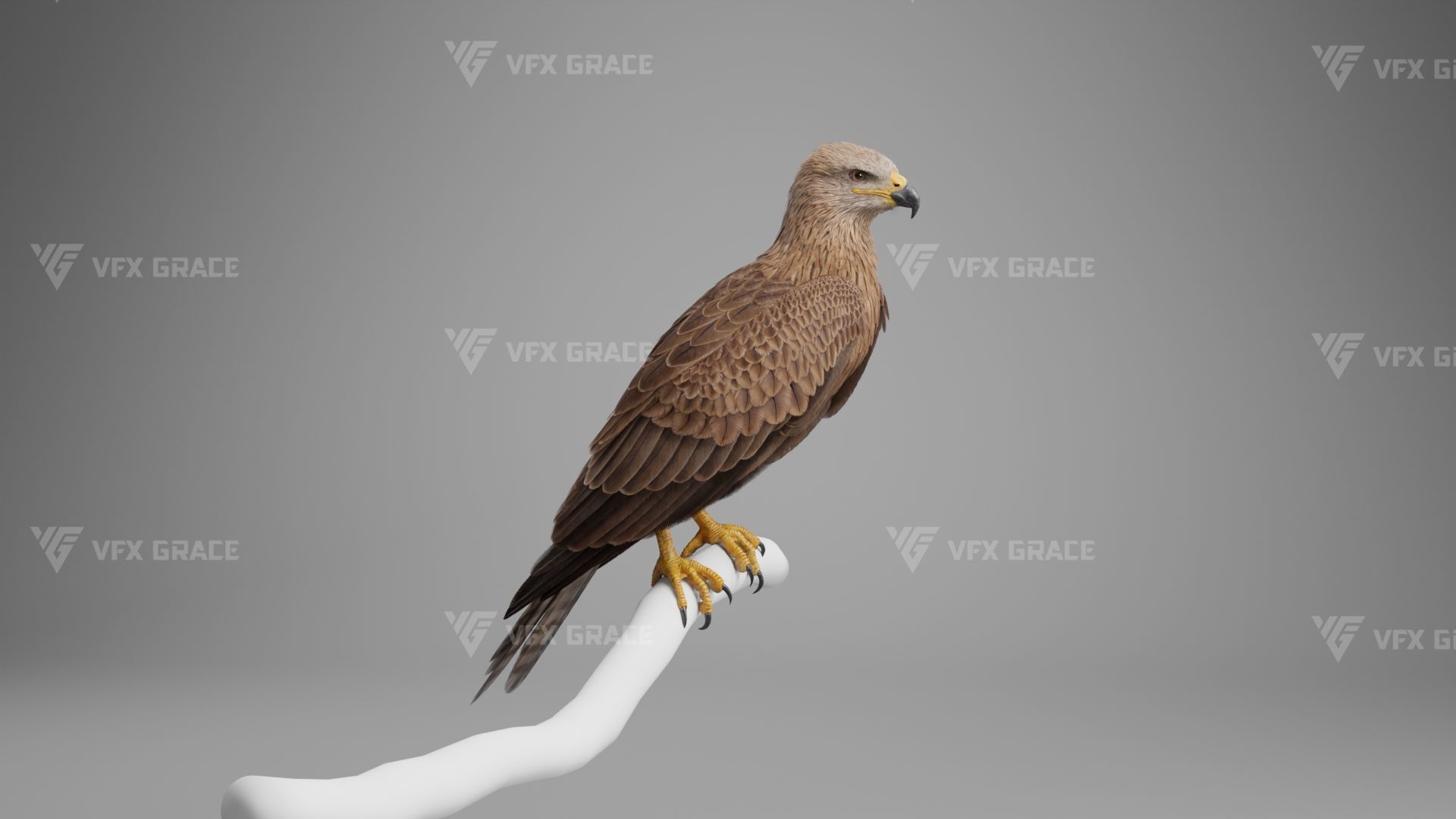 Black Kite Animation -  Blender 3D model_7
