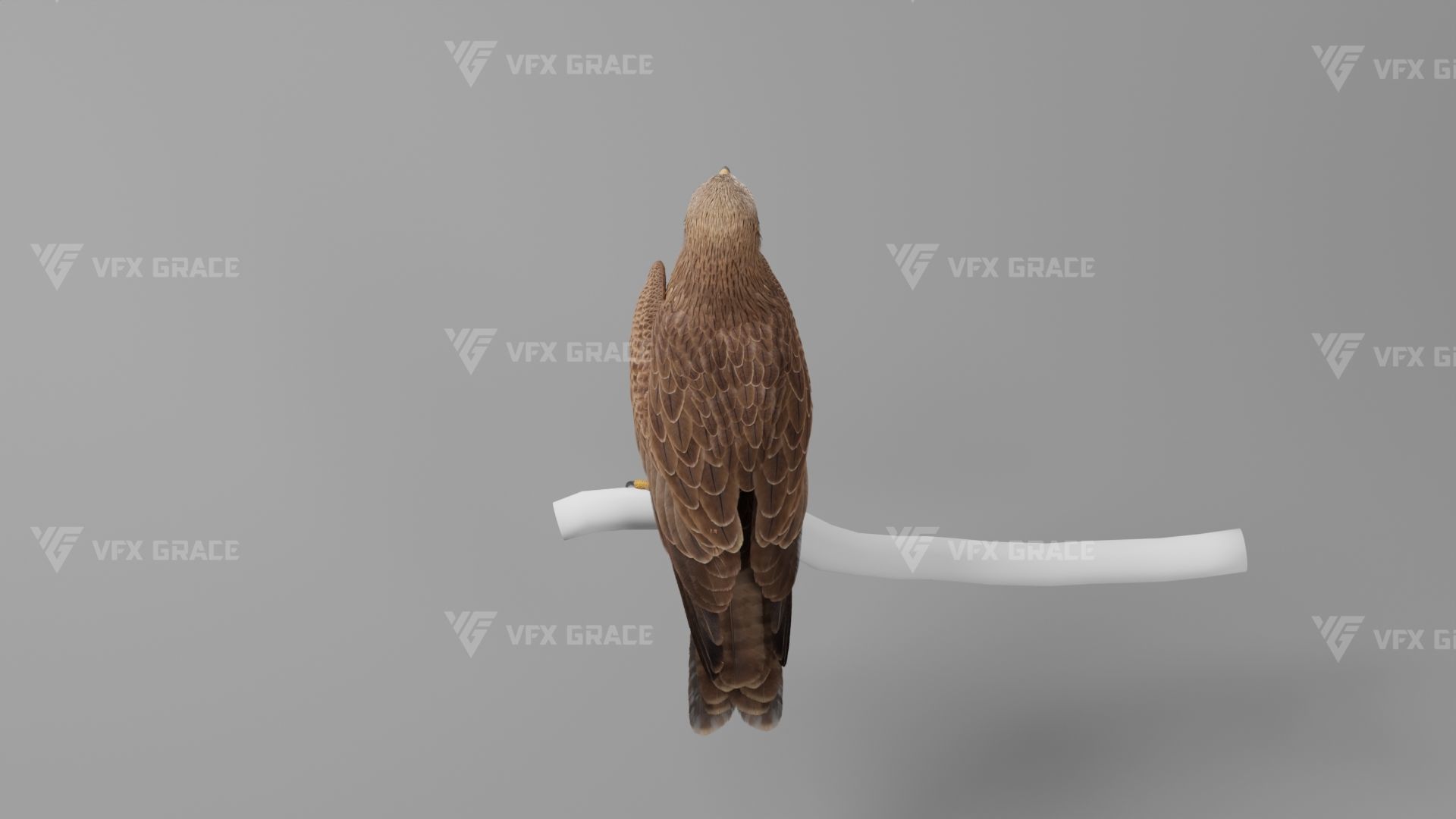 Black Kite Animation -  Blender 3D model_10