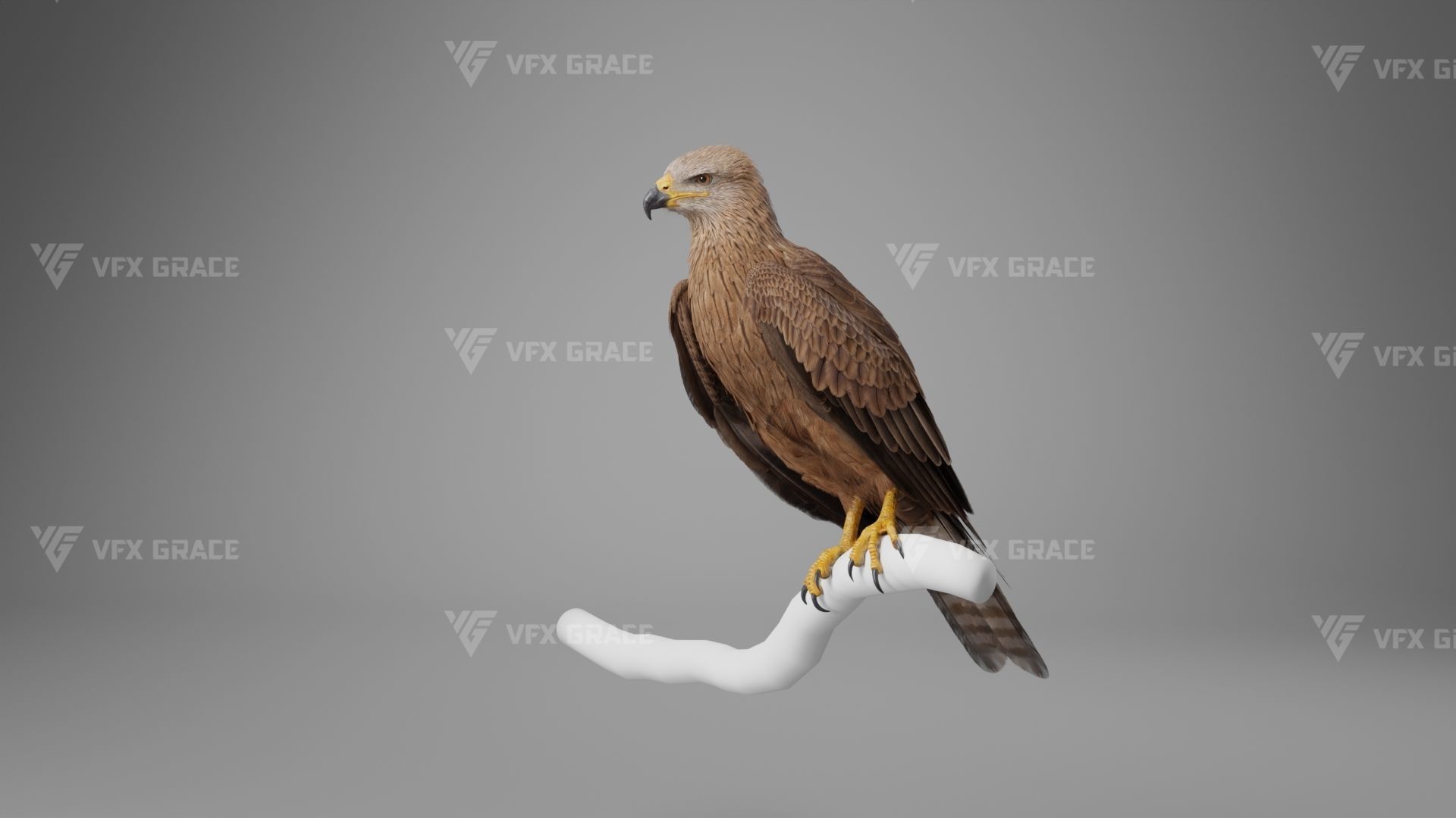 Black Kite Animation -  Blender 3D model_6