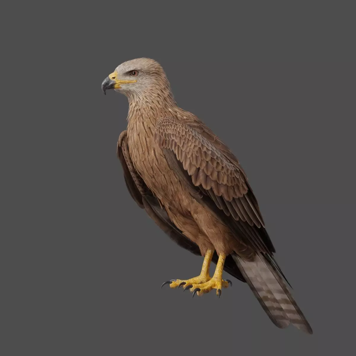 Black Kite Animation -  Blender 3D model_0