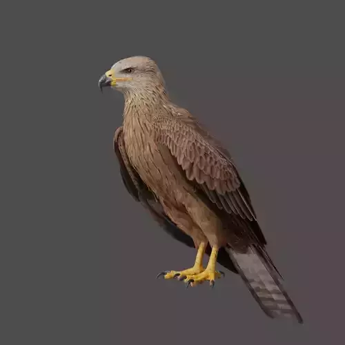 Black Kite Animation -  Blender