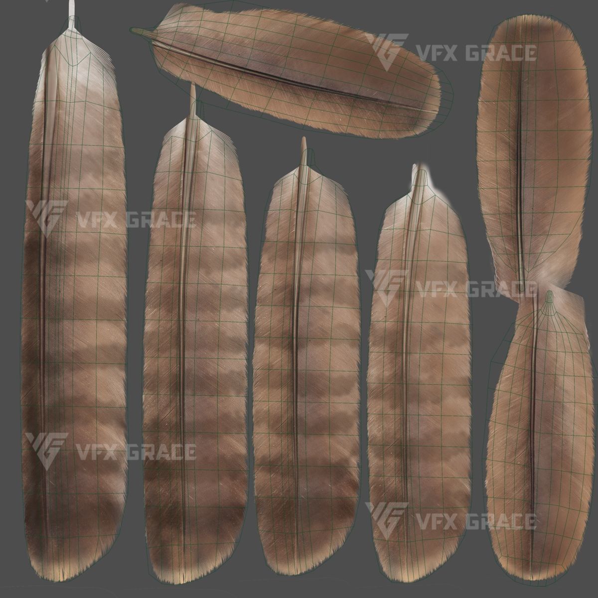 Black Kite Animation -  Blender 3D model_22