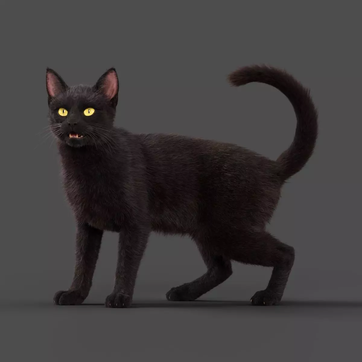 Black Cat Animation - VFX Grace 3D model_0