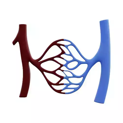 3D Model of Blood Circulation