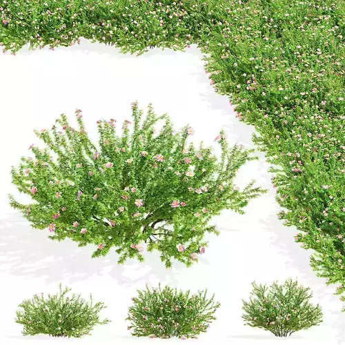 Potentilla fruticosa pink beauty